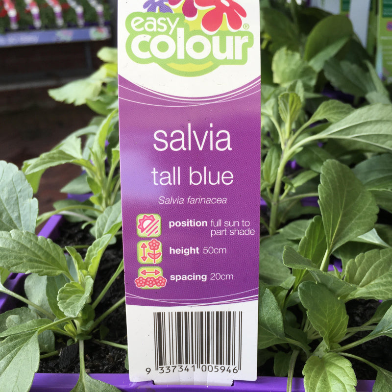 Salvia Tall Blue 4 Pack Easy Colour