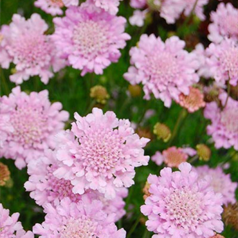 Scabiosa Samantha's Pink