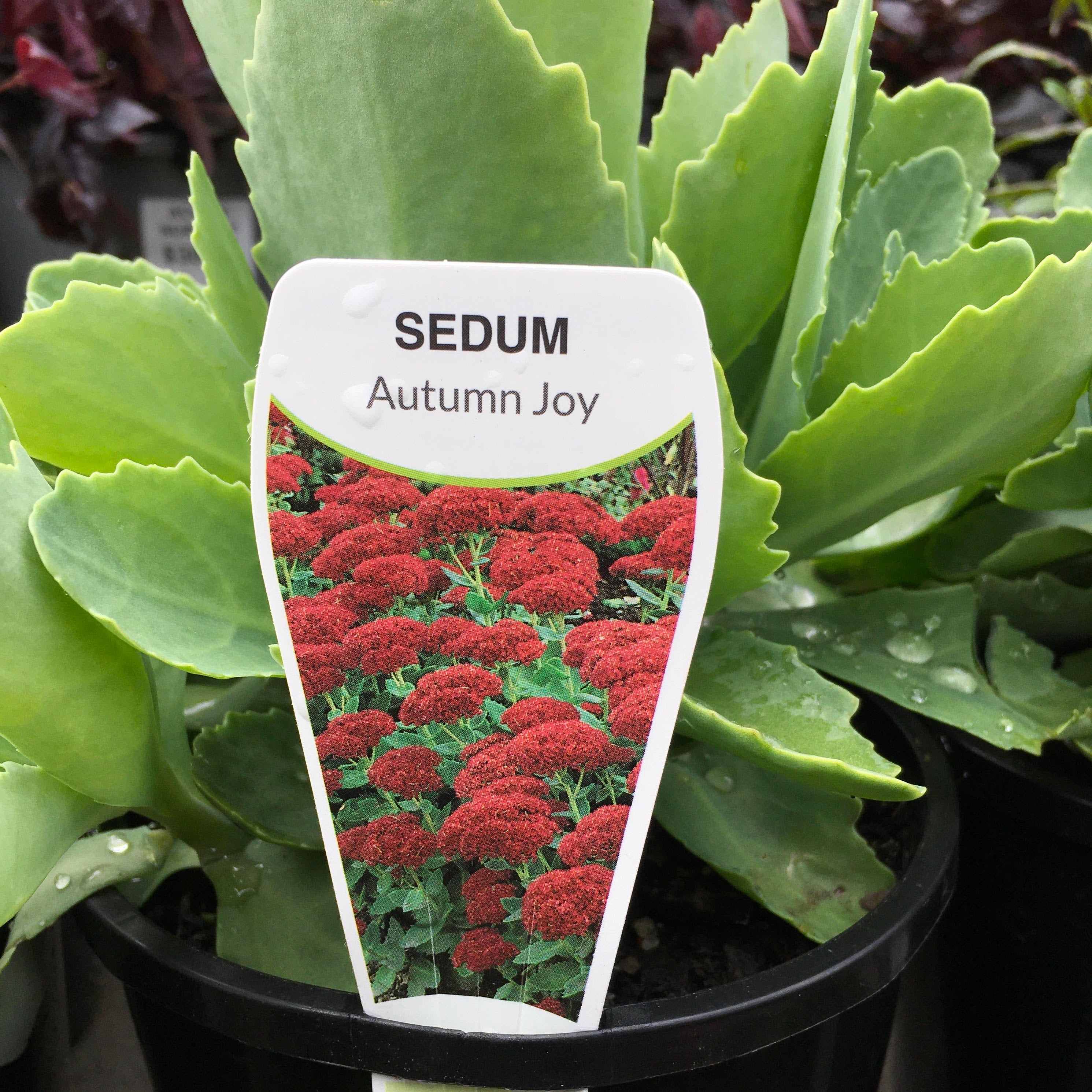 Sedum Autumn Joy