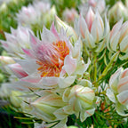 Serruria Blushing Bride