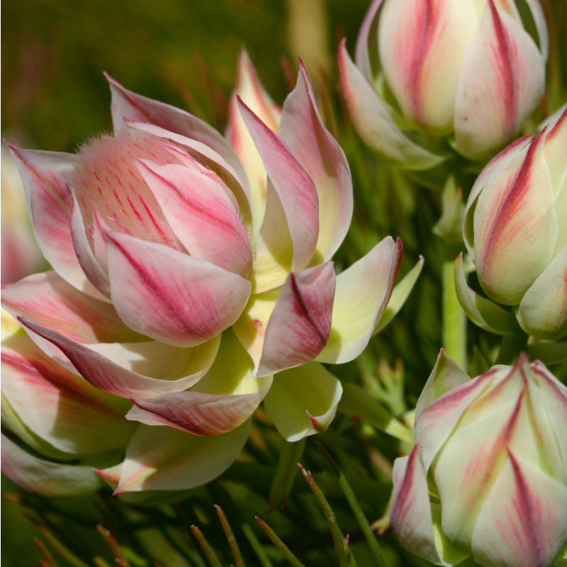Serruria Pretty n Pink