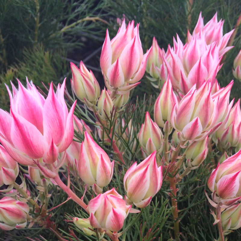 Serruria Pretty n Pink