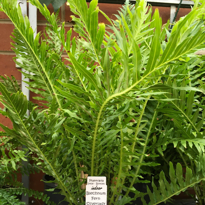 Silver Lady Fern