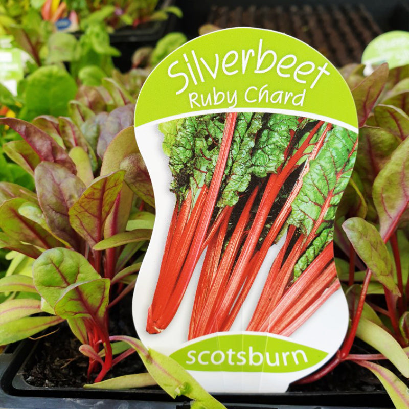 Silverbeet Ruby Chard punnet