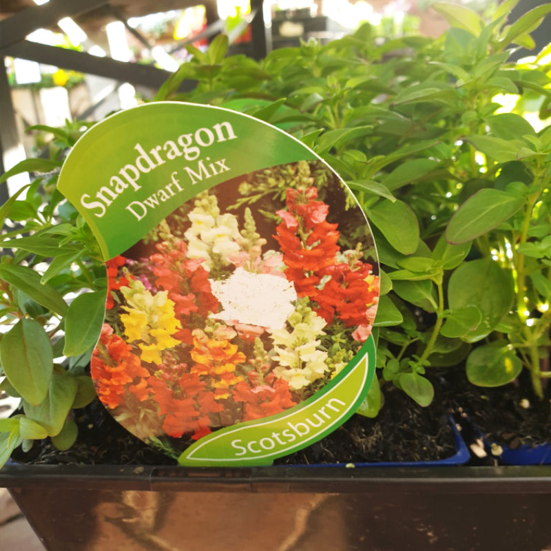 Snapdragon Dwarf Mix punnet