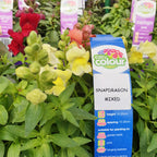 Snapdragon Mixed Easy Colour
