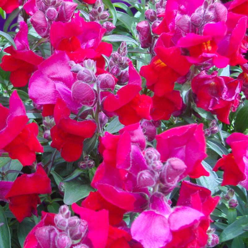 Snapdragon Red Easy Colour