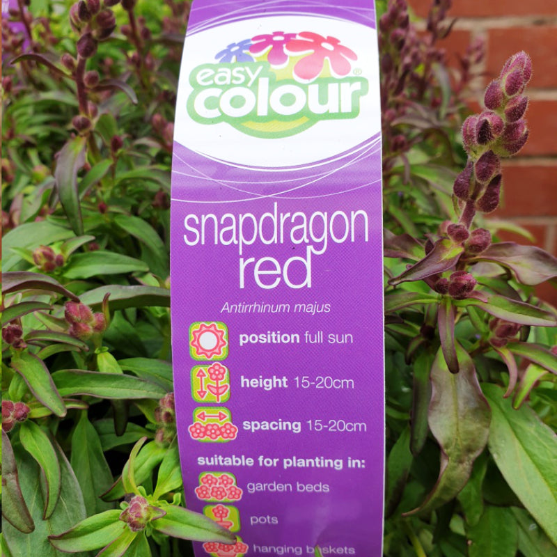 Snapdragon Red Easy Colour