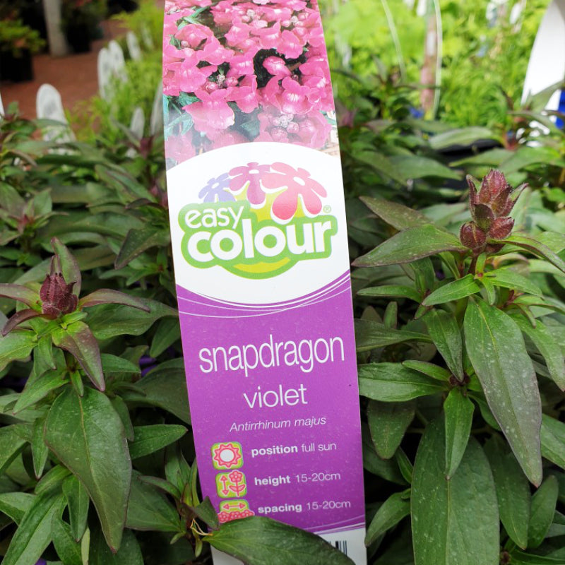 Snapdragon Violet Easy Colour