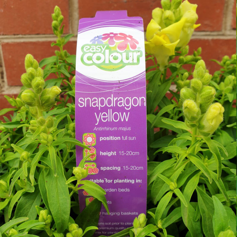 Snapdragon Yellow Easy Colour