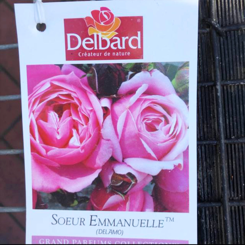 Soeur Emmanuelle Bush Rose