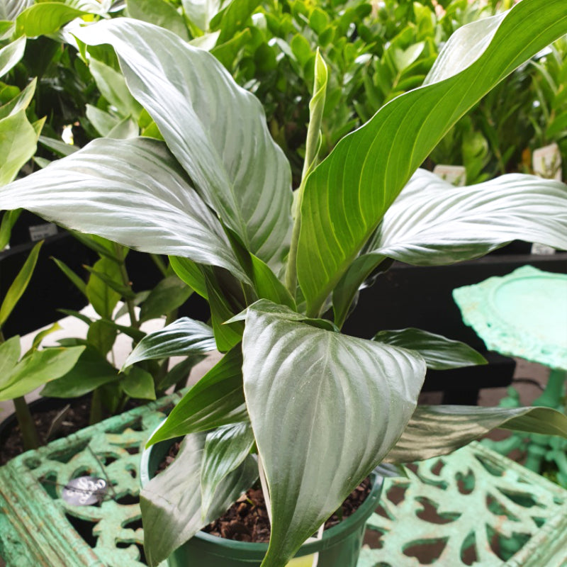 Spathiphyllum