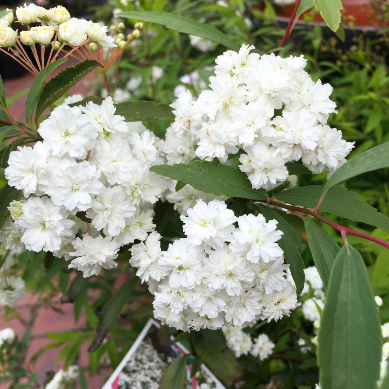 Spiraea Double Flowering May