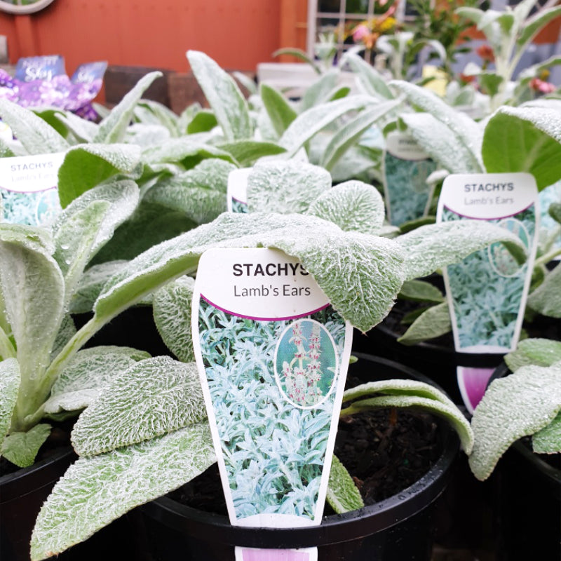 Stachys