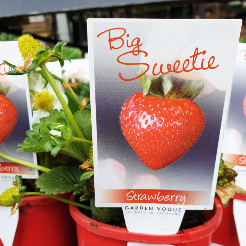 Strawberry Big Sweetie 100mm