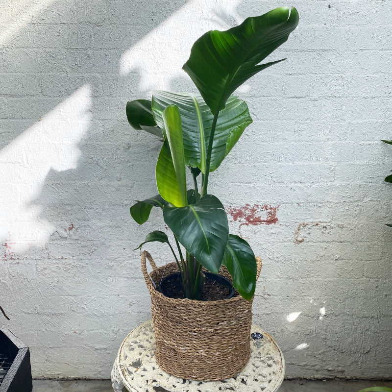 Strelitzia nicolai
