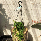 String of Pearls HB