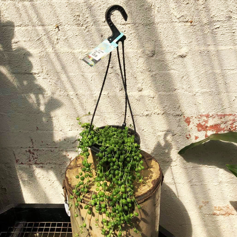 String of Pearls HB