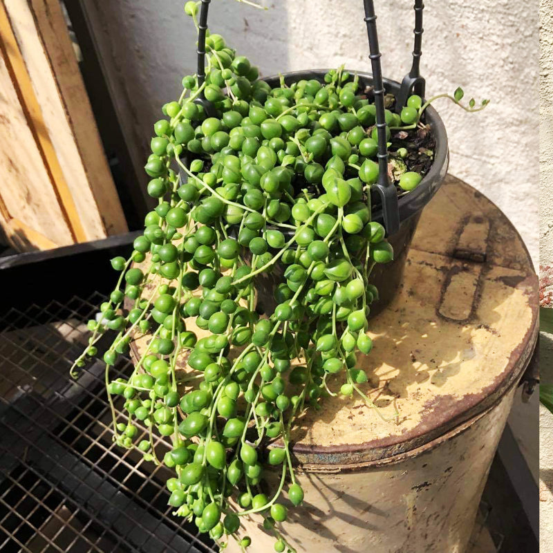String of Pearls HB