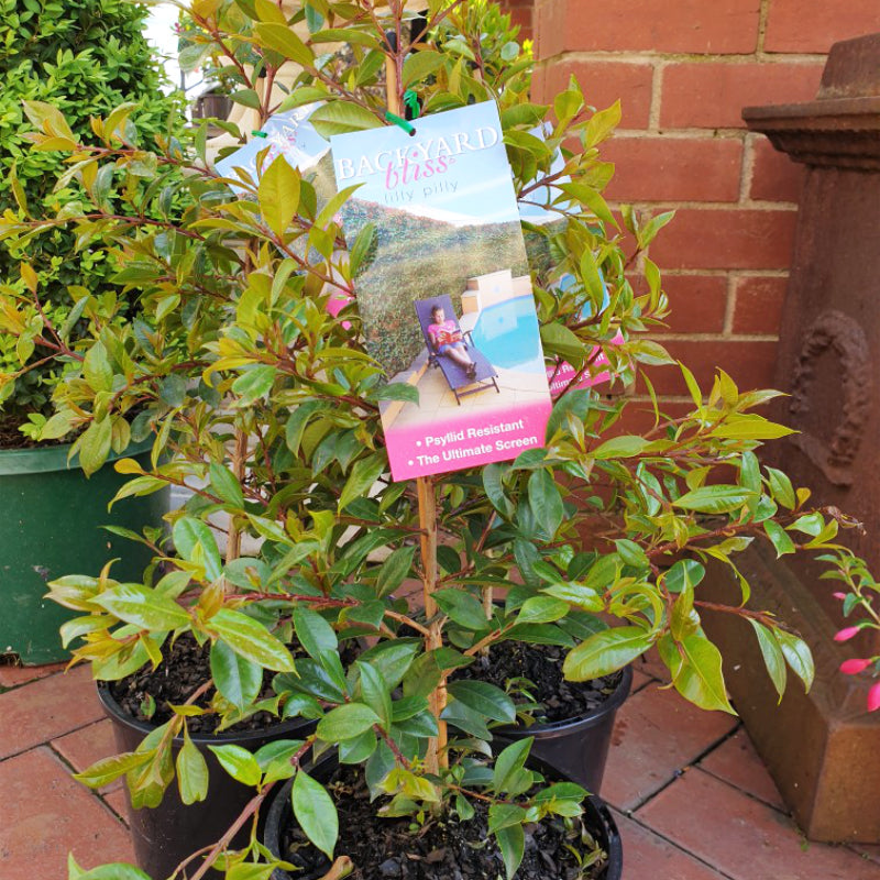 Syzygium Backyard Bliss