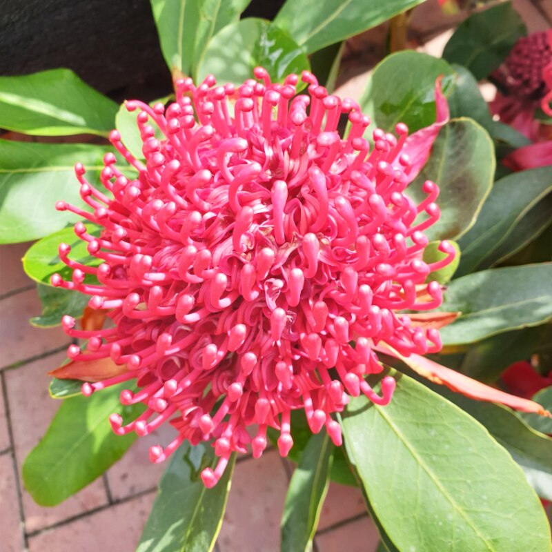 Telopea Shady Lady Red