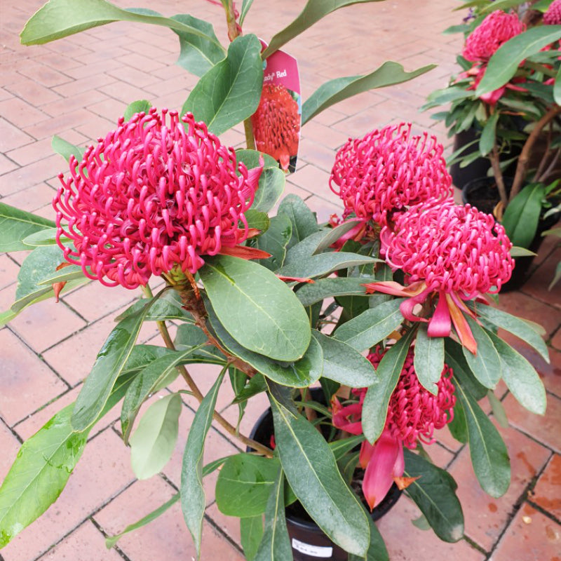 Telopea Shady Lady Red