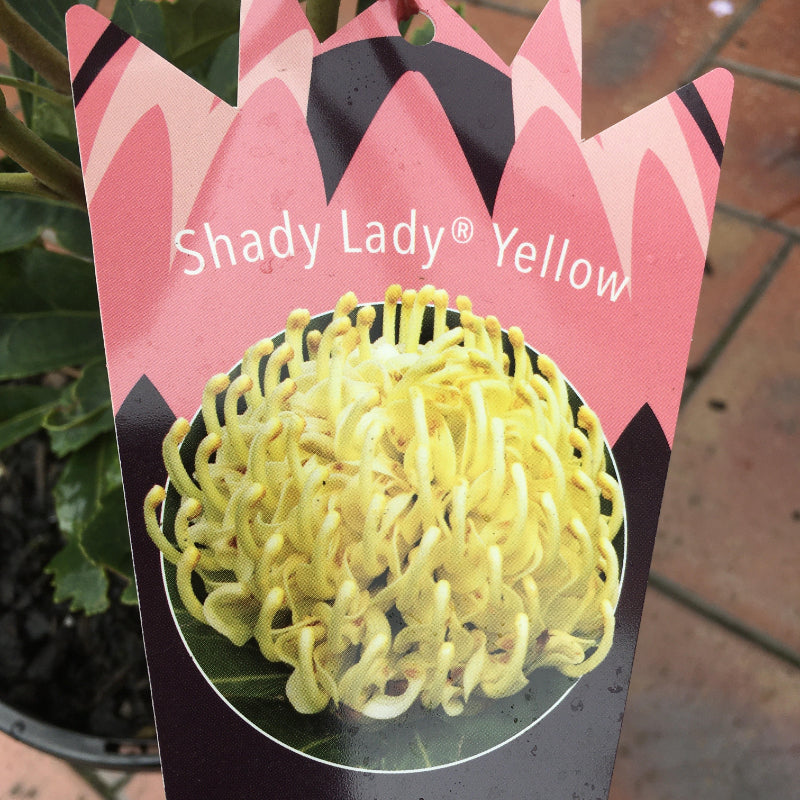 Telopea Shady Lady Yellow