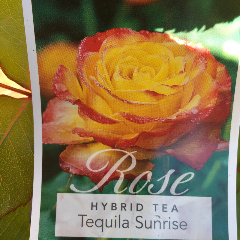 Tequila Sunrise Bush Rose