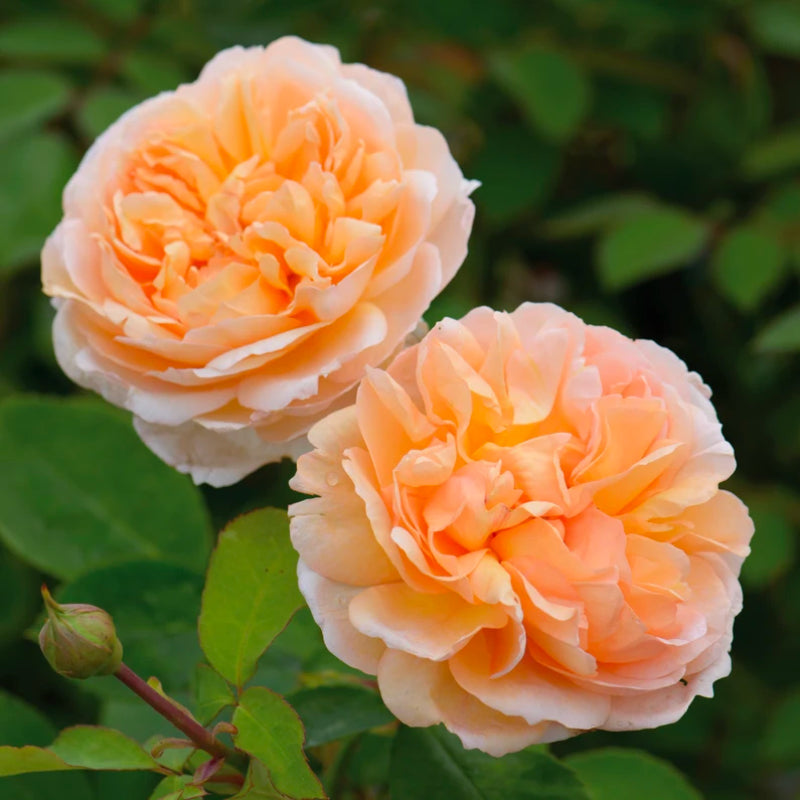 The Lady Gardener Bush Rose
