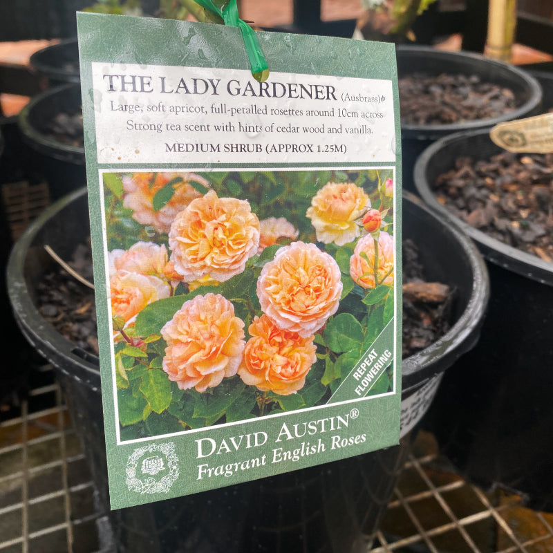 The Lady Gardener Bush Rose