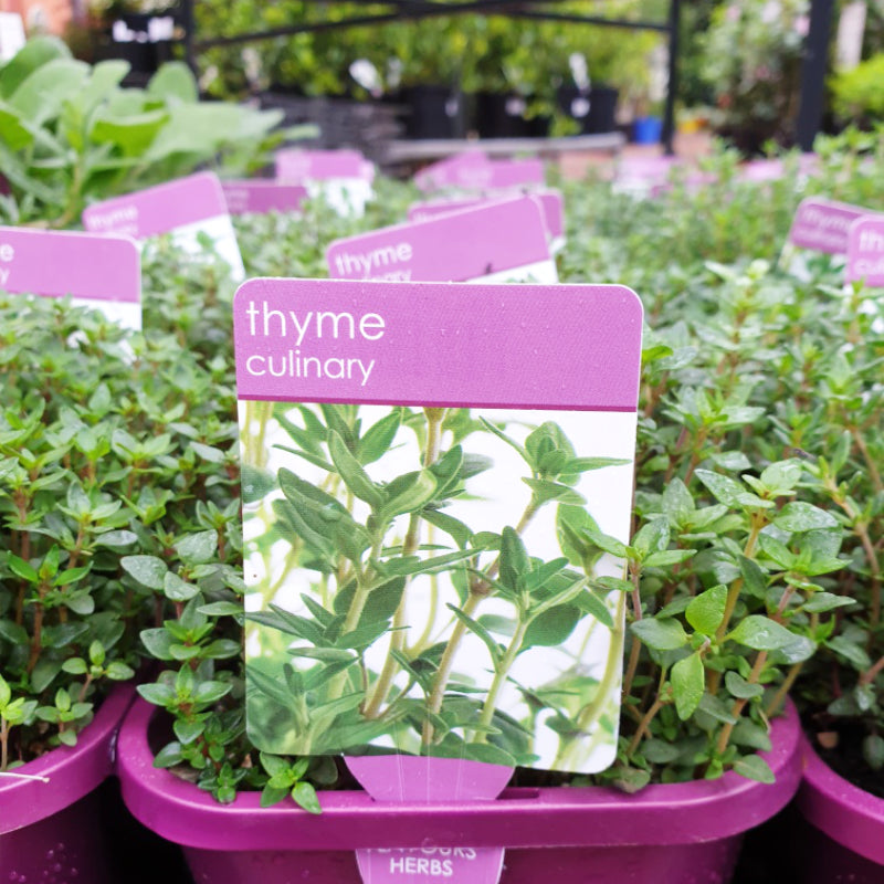 Herbs in 14cm pot