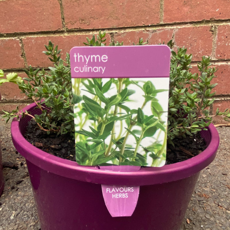 Herbs in 20cm pot
