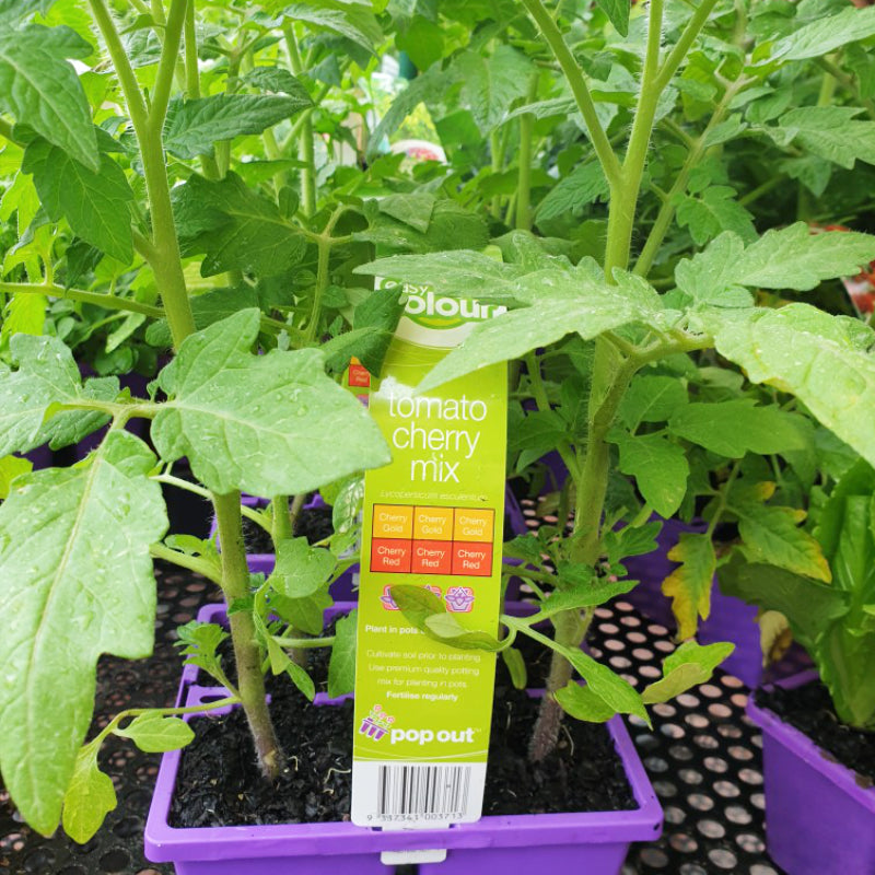 Tomato Cherry Mix Easy Colour