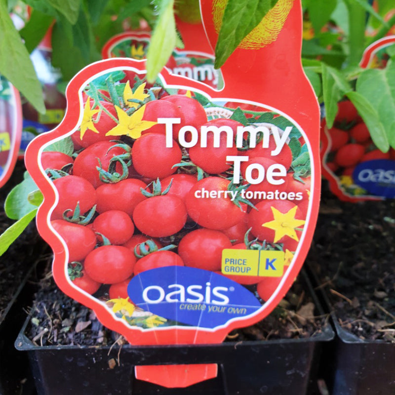 Tomato Tommy Toe 100mm