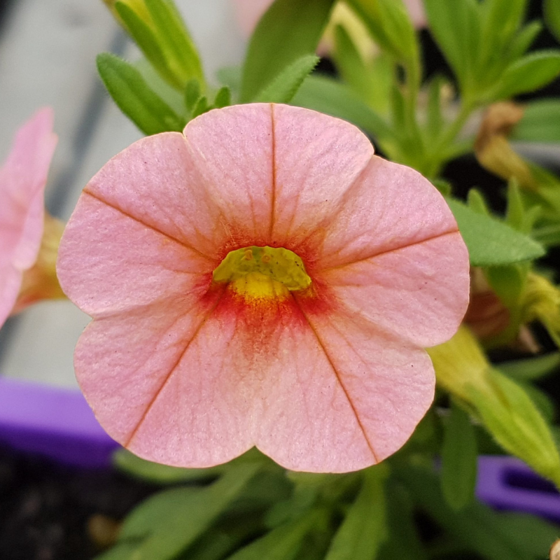 Calibrachoa Easy Colour 4 pk