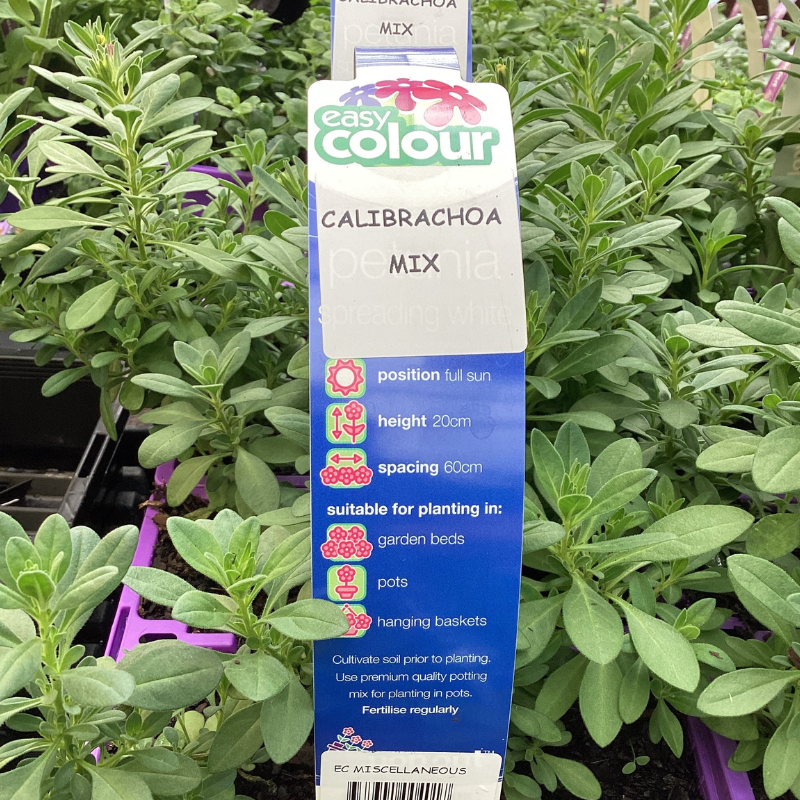 Calibrachoa Easy Colour 4 pk