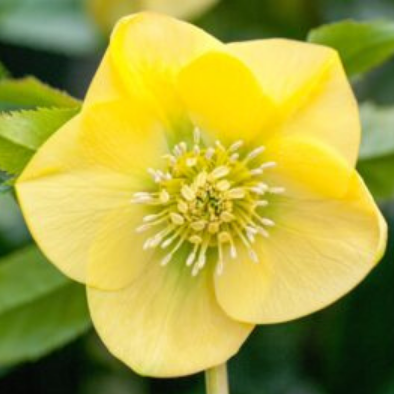 Helleborus Post Office Farm