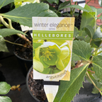 Helleborus Post Office Farm