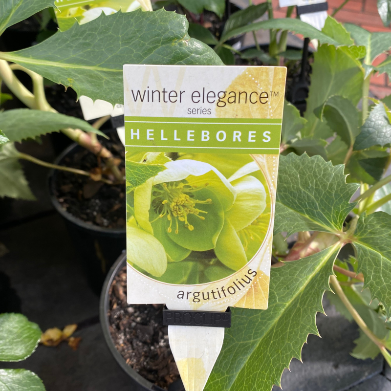 Helleborus Post Office Farm