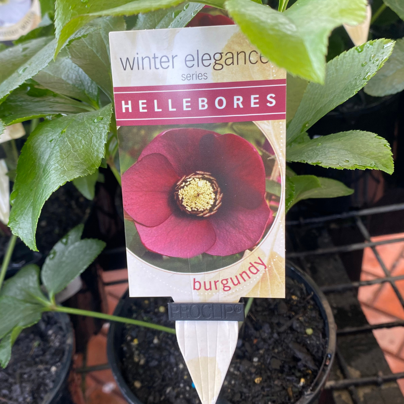 Helleborus Post Office Farm