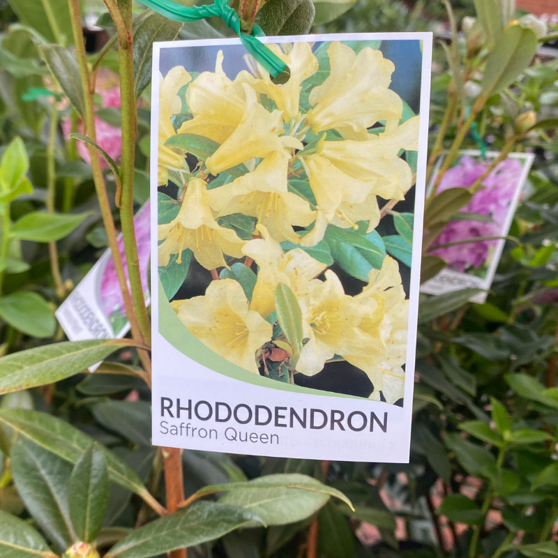 Rhododendron 20cm