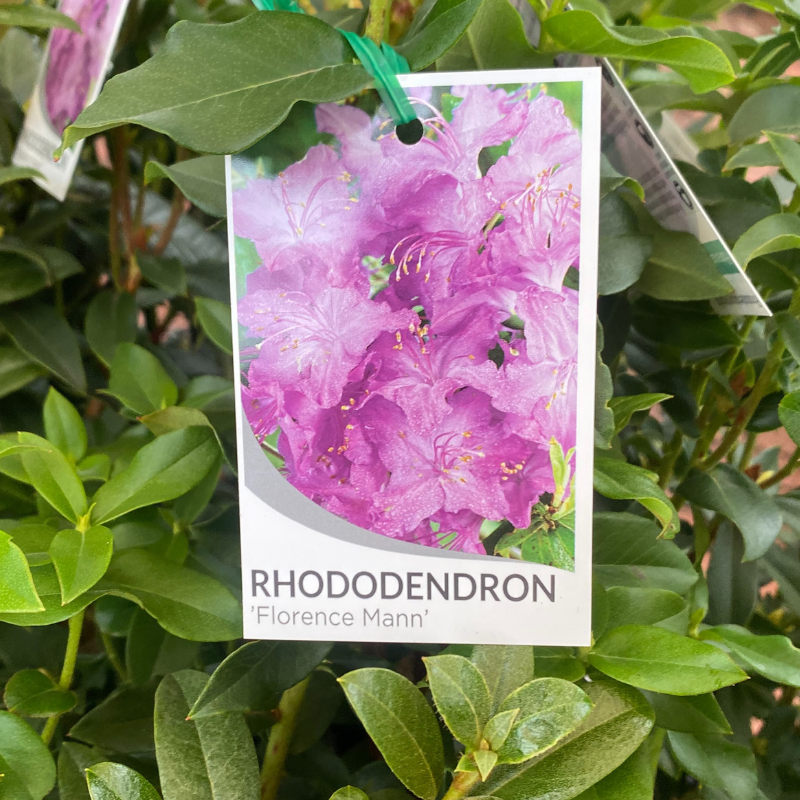 Rhododendron 20cm