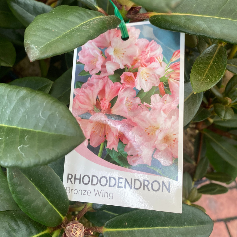 Rhododendron 20cm