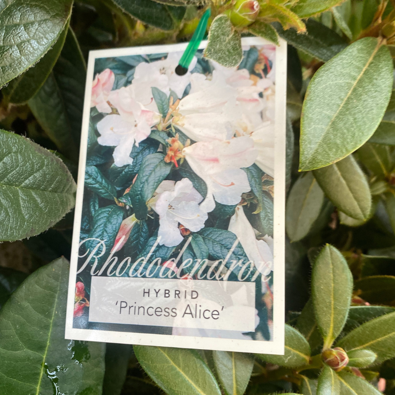 Rhododendron 20cm