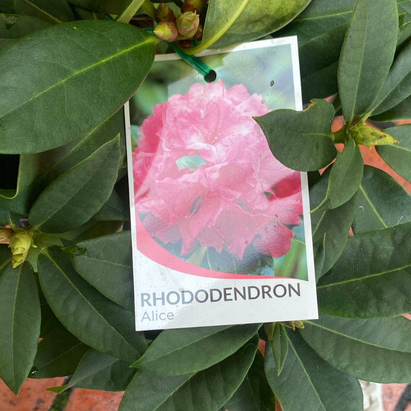 Rhododendron 20cm