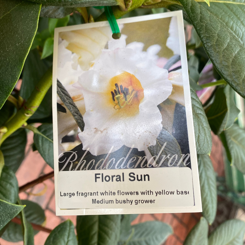 Rhododendron 20cm