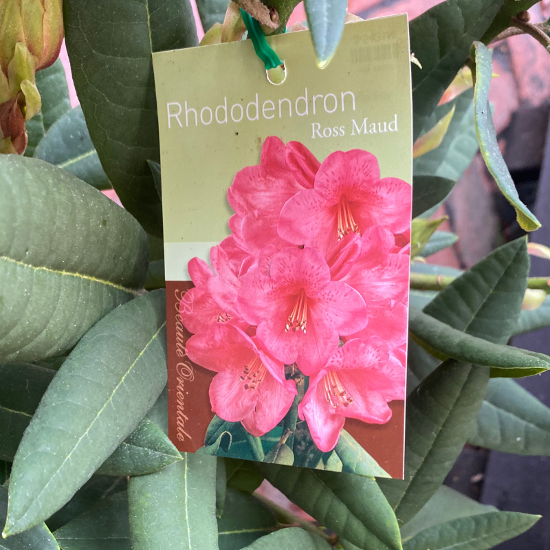 Rhododendron 20cm