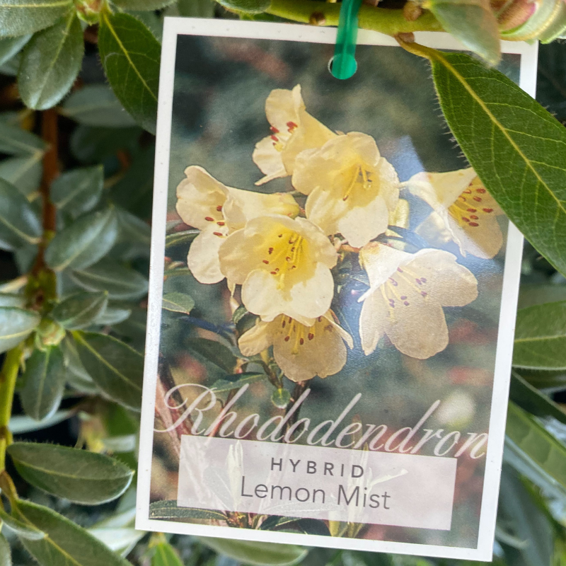Rhododendron 20cm
