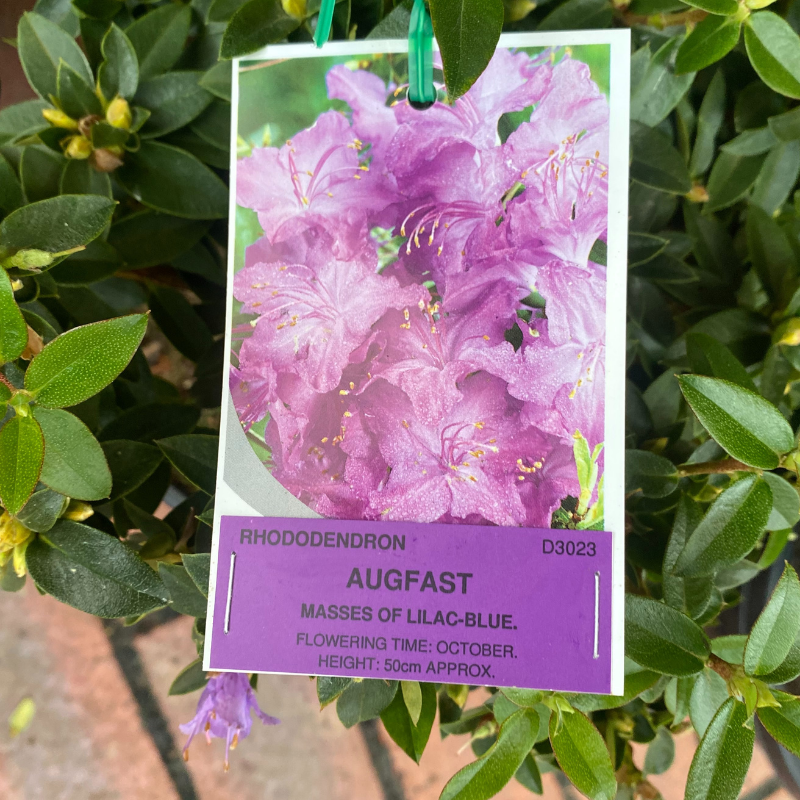 Rhododendron 20cm