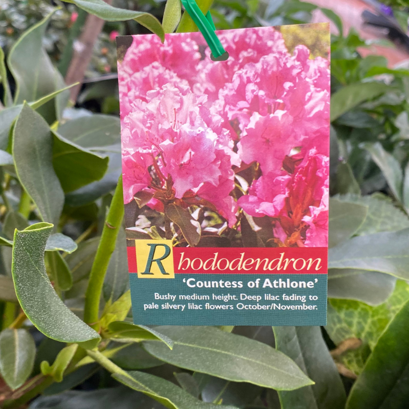 Rhododendron 20cm